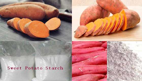 sweet potato starch processing line manufacturer 